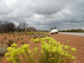 Wildflowers in Western Australia